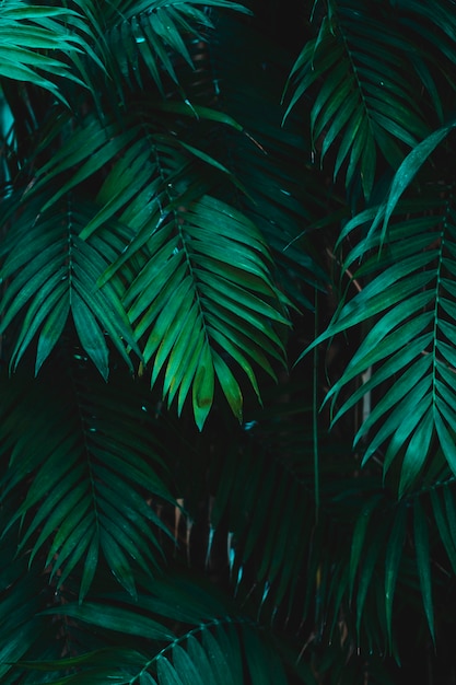 Group of tropical green leaves