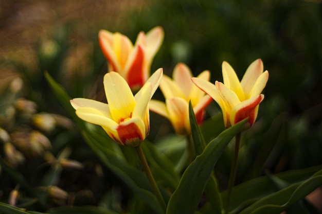 A group of tulips with the word tulips on the bottom right.