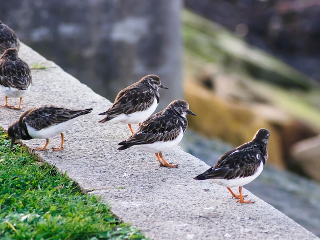 Group of turnstones