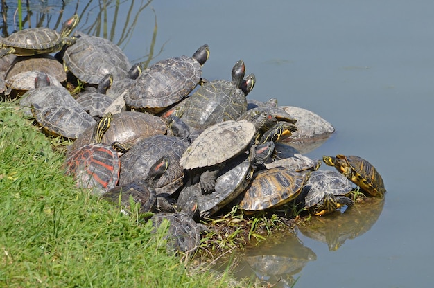 A group of turtles are sitting on the bank of a pond.