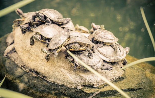 Group of turtles on a rock