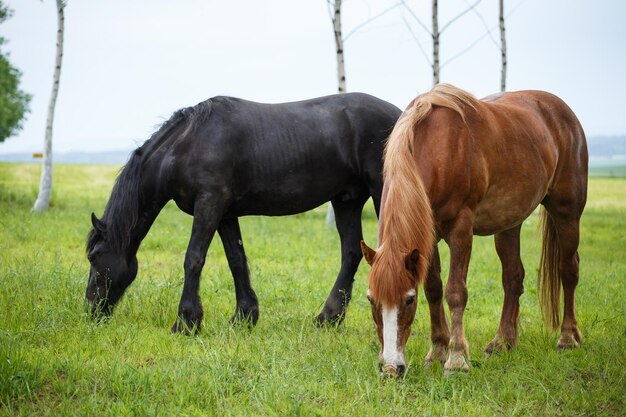 牧草地に立っている2頭の馬のグループ