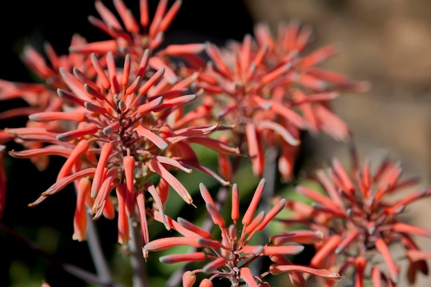 Foto un gruppo di fiori bellissimi e unici