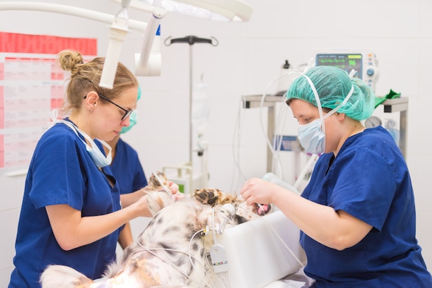 Group of veterinarian surgeons at work