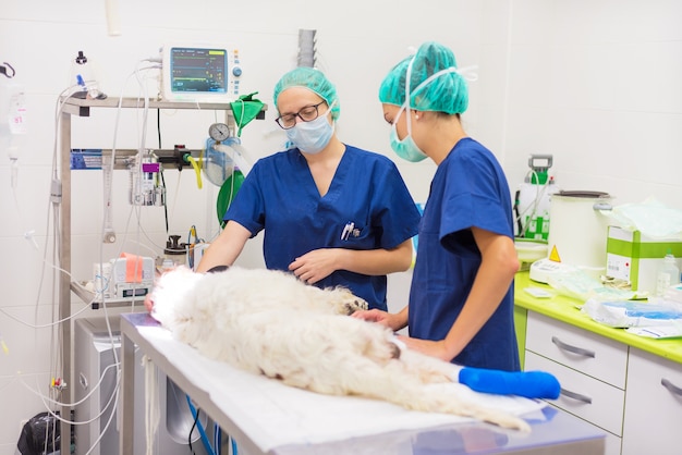 Gruppo di chirurghi veterinari al lavoro