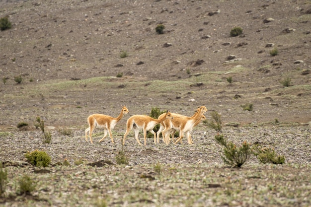 group of vicuas walking in the paramo of the chimborazo volcano