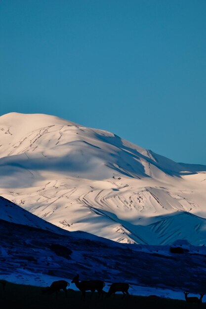 南米の雪山の風景の中のビクーニャ・ラマ・アルパカのグループ