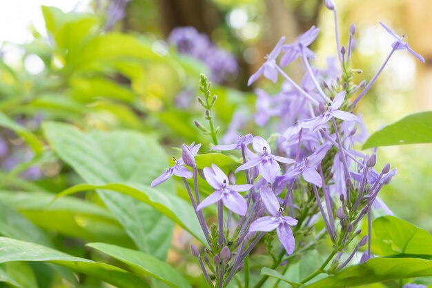 바이올렛 아이 소라 또는 Pseuderanthemum andersonii Lindau 그룹