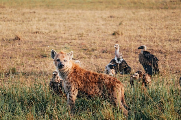 Group of vultures and one hyena looking at the camera in african savannah