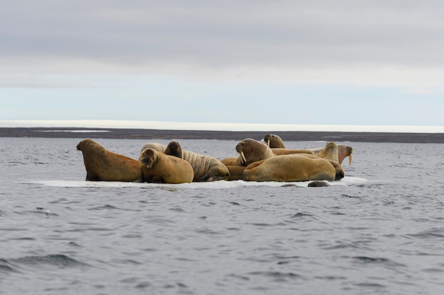 Группа моржей отдыхает на льдине в арктическом море.