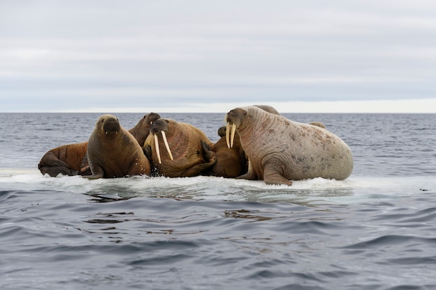 Photo group of walrus resting on ice floe in arctic sea.