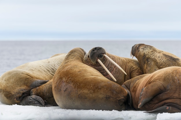 Group of walrus resting on ice floe in Arctic sea.