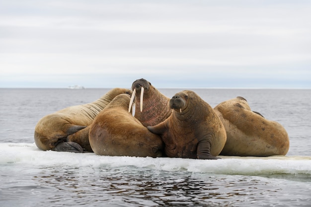 Группа моржей отдыхает на льдине в арктическом море.