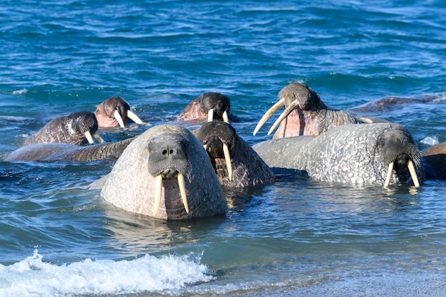 Group of walrus in water, close up. Arctic marine mammal.