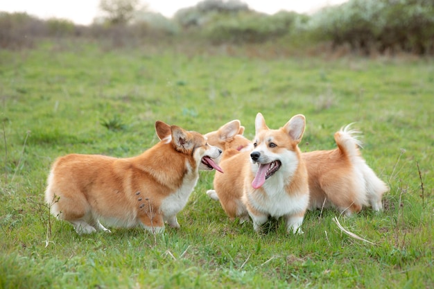 A group of Welsh corgi dogs on a spring walk in the grass running