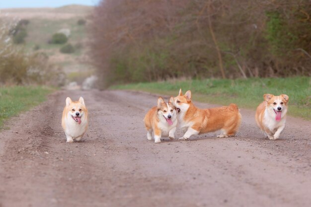 A group of Welsh corgi dogs on a spring walk in the grass running