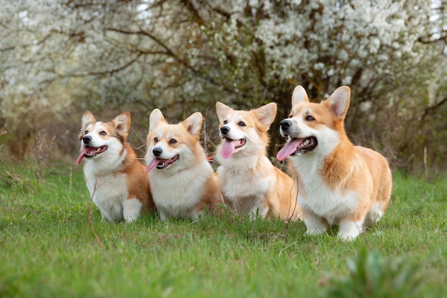 A group of Welsh corgi dogs on a spring walk in the grass watching