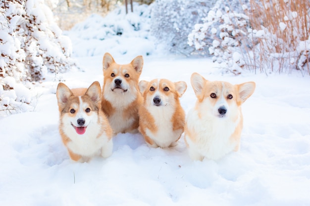 a group of welsh corgi dogs in winter in the park