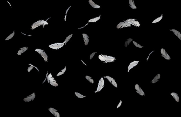 group of white bird feahers floating in the dark black background