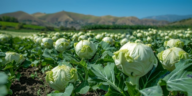 A group of white cabbage heads are seen growing in a vast field under the clear sky The cabbage heads are fully matured and ready for harvesting by farmers