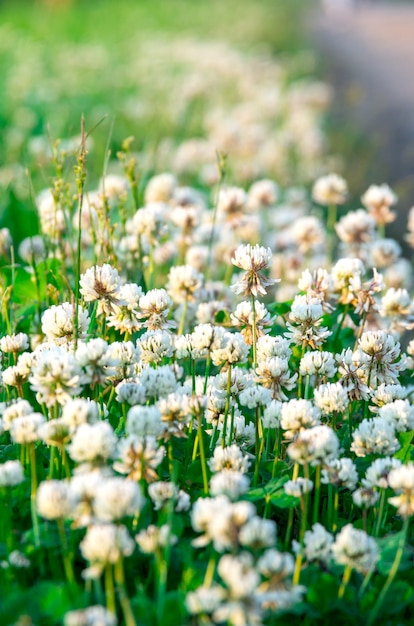 Photo group of white clovers in green grass.