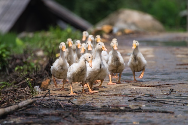 Group of white duck walking along wet road