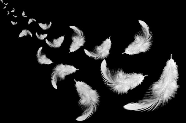 group of white feathers flying in the air. isolated on black background