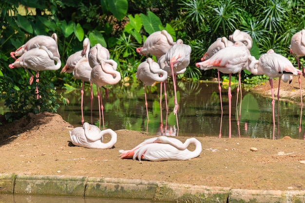 Group of white flamingos standing and lying in a pond