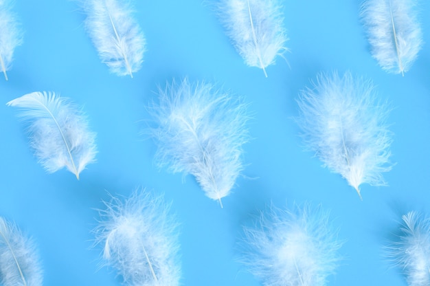 Group white fluffy bird feather from a chicken on a blue background.