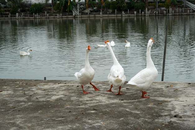 池で泳いでいる白いガチョウと池の端に立っているグループ