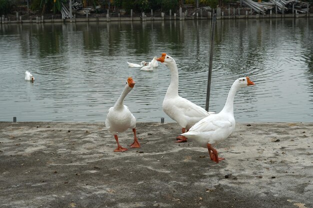 池で泳いでいる白いガチョウと池の端に立っているグループ。