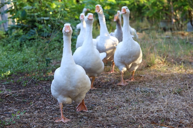 Group of white goose