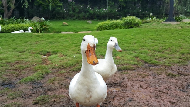 A group of white pekin or american pekin or domestic duck or Anas platyrhynchos domesticus on a farm