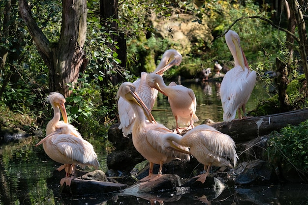 Group of white pelicans resting on the edge of the lake