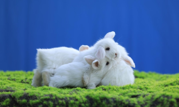 group of white rabbit on the grass