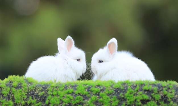 group of white rabbit on the grass