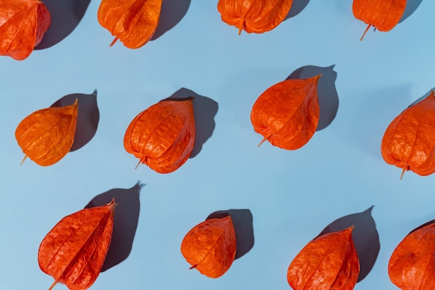 Group of whole fresh orange physalis on blue background Flat lay pattern Autumn layout with physalis