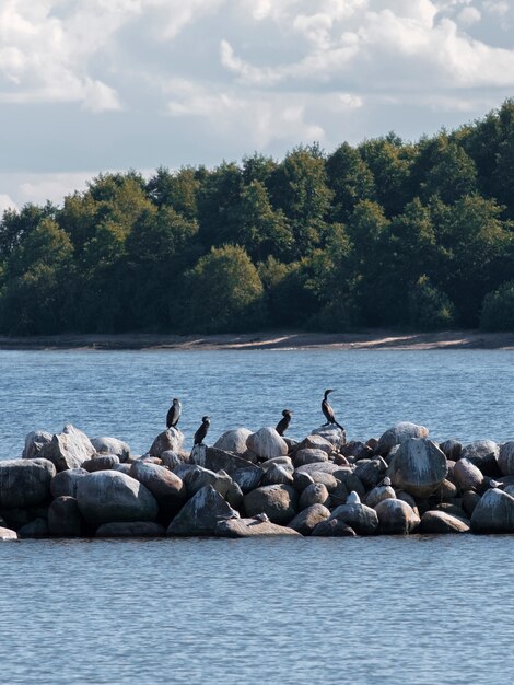 晴れた日の夏にラドガ湖の岩の上の野鳥、鵜のグループ