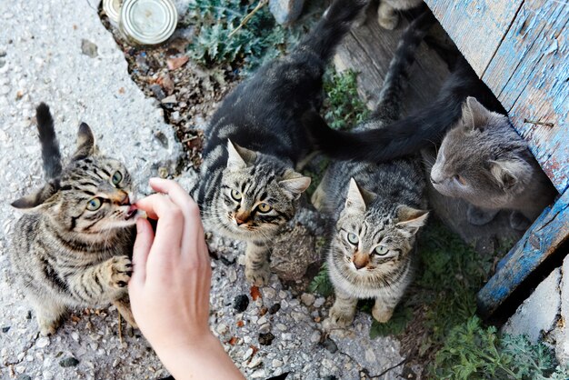 Group of wild black, gray stripped cats