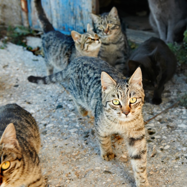 野生の黒、灰色の剥ぎ取られた猫のグループ