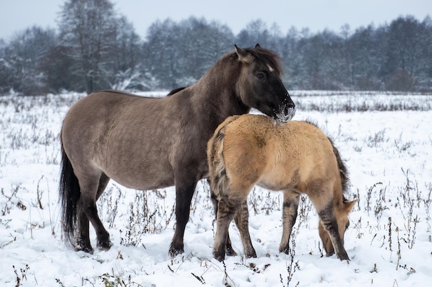 A group of wild grey brown horses in its natural habitat walking in the snow feat dry grass in winter