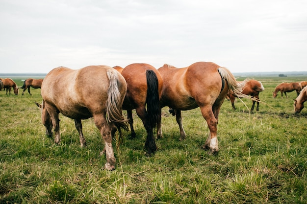 Group of wild horses at pasture eating grass