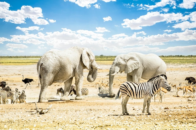Group of wild mixed animals relaxing on a water pool spot at Etosha Park
