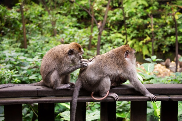 Group of wild monkeys in tropical rainforest on Bali Indonesia