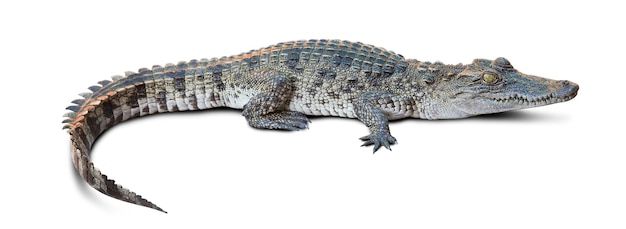 Group of wildlife crocodile isolated on white