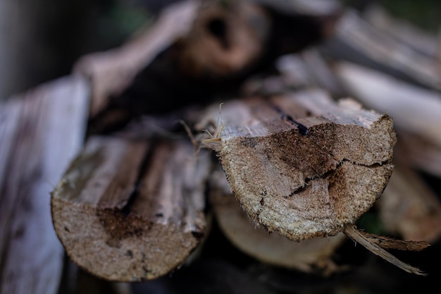 Photo group of wooden logs in a forest freshly cut by a lumberjack