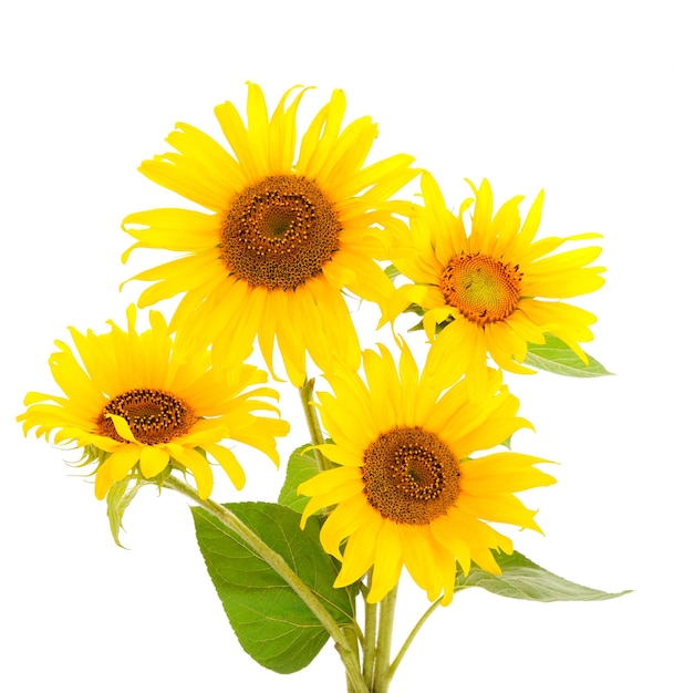 Group of yellow bright beautiful sunflower flowers