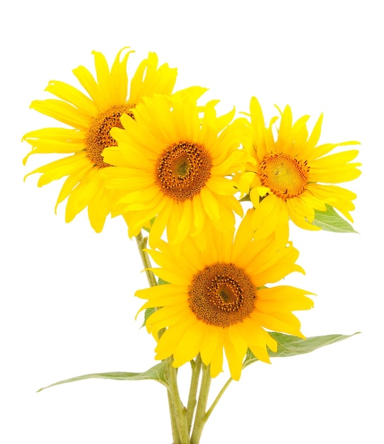 Photo group of yellow bright beautiful sunflower flowers