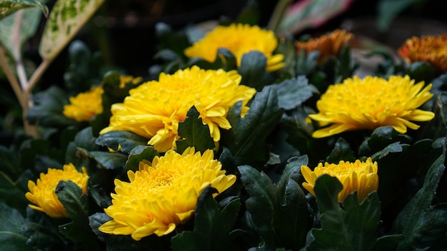 a group of yellow chrysanthemum flower bloom