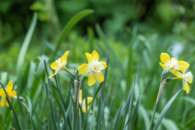 Group yellow daffodils in garden blossom little narcissus beautiful flower opens on background green